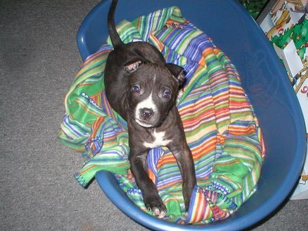 American Staffordshire Terrier Hunde Foto 27267 in höherer Auflösung ansehen American Staffordshire Terrier ey was los?... Sam,8 Wochen alt