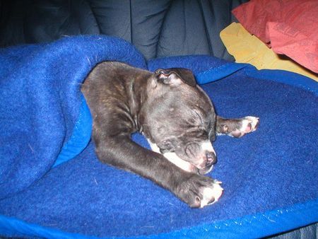American Staffordshire Terrier Hunde Foto 27266 in höherer Auflösung ansehen American Staffordshire Terrier bin sooo müde... Sam,8 Wochen alt