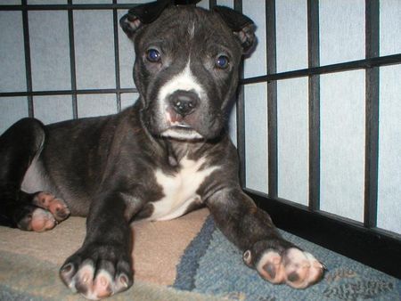 American Staffordshire Terrier Hunde Foto 27293 in höherer Auflösung ansehen American Staffordshire Terrier bin ich nicht hübsch?*g* Sam