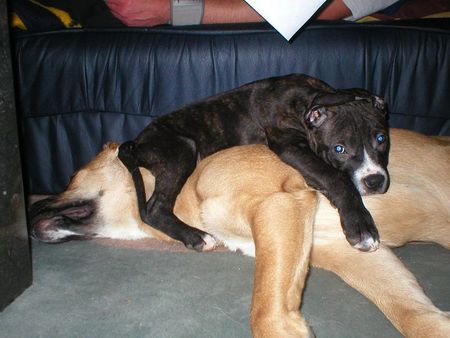 American Staffordshire Terrier Hunde Foto 28072 in höherer Auflösung ansehen American Staffordshire Terrier Sam,12 Wochen