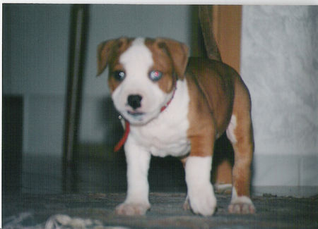 American Staffordshire Terrier Hunde Foto 29748 in höherer Auflösung ansehen American Staffordshire Terrier Klein Dusty