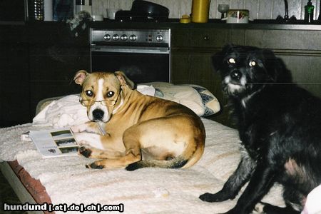 American Staffordshire Terrier Hunde Foto 9263 American Staffordshire Terrier wer stört mich beim lernen