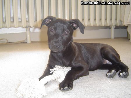 American Staffordshire Terrier Hunde Foto 21673 American Staffordshire Terrier Shila 3 Monate