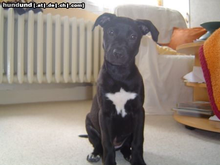 American Staffordshire Terrier Hunde Foto 21647 American Staffordshire Terrier Shila 3 Monate