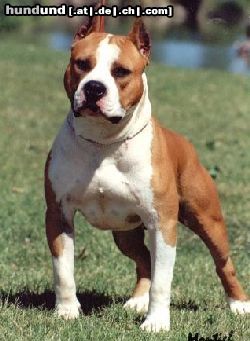 American Staffordshire Terrier Hunde Foto 10936 American Staffordshire Terrier onkel von leon