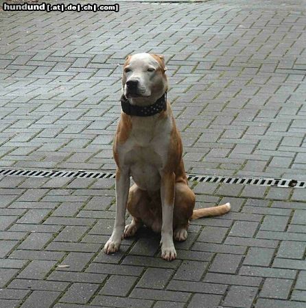 American Staffordshire Terrier Hunde Foto 8060 American Staffordshire Terrier