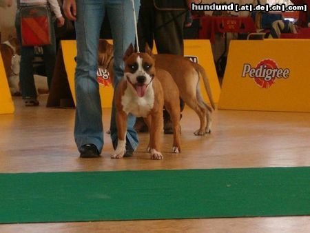 American Staffordshire Terrier Hunde Foto 10522 American Staffordshire Terrier Mexx V1 Jugendbester (Ausstellung Wieselburg)