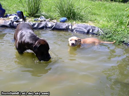 American Staffordshire Terrier Schwimmstunde im Gartenteich ;)