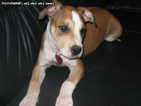 American Staffordshire Terrier Unsere Süsse