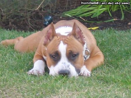 American Staffordshire Terrier Hunde Foto 10519 American Staffordshire Terrier Mexx