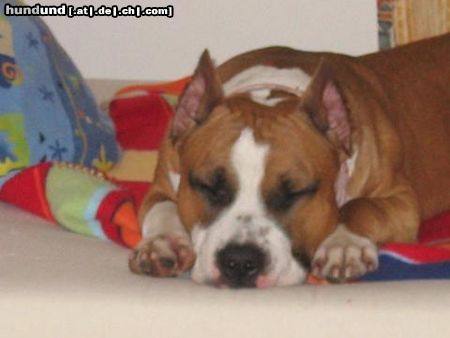 American Staffordshire Terrier Hunde Foto 10520 American Staffordshire Terrier Mexx