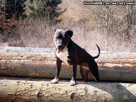 American Staffordshire Terrier Hunde Foto 15322 in höherer Auflösung ansehen American Staffordshire Terrier Hündin Lara