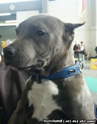 American Staffordshire Terrier Blue