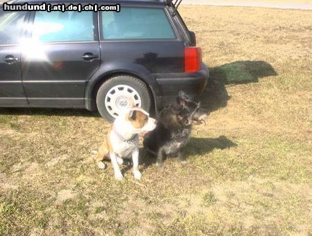 American Staffordshire Terrier Henry aus Essling heisser Sommer 2003