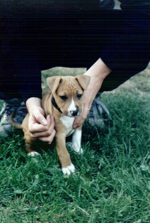 American Staffordshire Terrier Brenda 6 Wochen