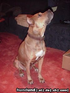 American Staffordshire Terrier Staffhündin Ambra