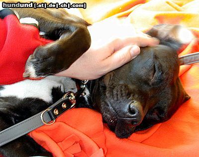 American Staffordshire Terrier Zimba