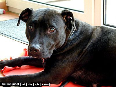 American Staffordshire Terrier Zimba