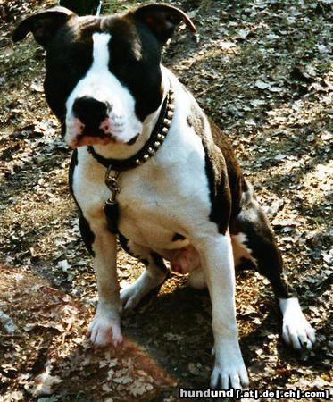 American Staffordshire Terrier Dustch Snipers Beretta AKA Ace