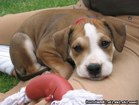 American Staffordshire Terrier Aisha aus Himberg