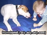 American Staffordshire Terrier Akira ist diese Dame. Geb. am 17.03.2002 kommt aus wien 20.ten