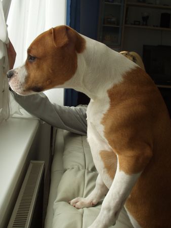 American Staffordshire Terrier Poisen aus Wien 23