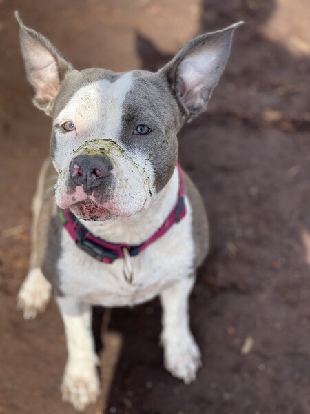 American Staffordshire Terrier Nach einem Spaziergang im Moor 