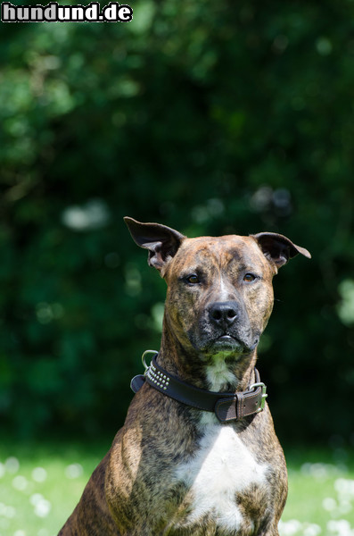 American Staffordshire Terrier Am. Staff Rüde