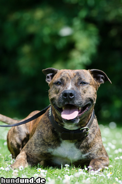 American Staffordshire Terrier Am. Staff Rüde