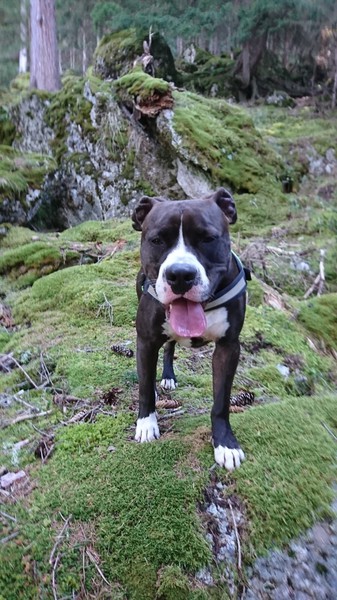 American Staffordshire Terrier apollo macht Spaziergang in den Bündner Alpen