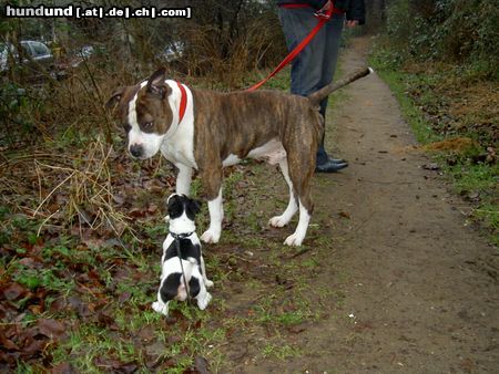 American Staffordshire Terrier Hunde Foto 19643 American Staffordshire Terrier die grosse Begegnung
