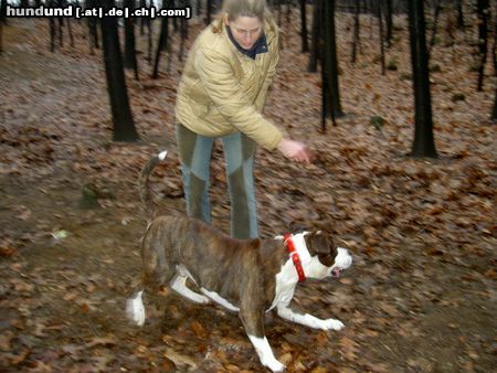 American Staffordshire Terrier Hunde Foto 19966 American Staffordshire Terrier wo ist der Ball??