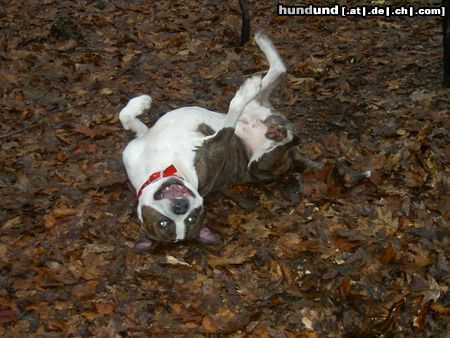 American Staffordshire Terrier Hunde Foto 18948 American Staffordshire Terrier Huy´s Amigo