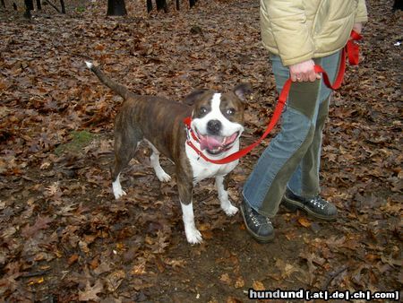 American Staffordshire Terrier Hunde Foto 21369 American Staffordshire Terrier glücklich-Huy´s Amigo