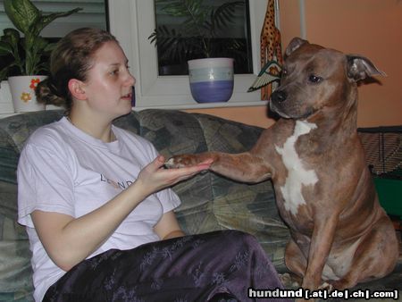 American Staffordshire Terrier Hunde Foto 20832 American Staffordshire Terrier So ein braves Mädchen!!!!!!!!!!!!!!