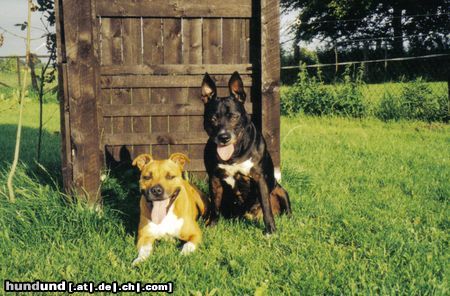 American Staffordshire Terrier louie und angie