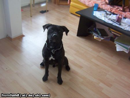 American Staffordshire Terrier Hunde Foto 8332 American Staffordshire Terrier Mein Ares
