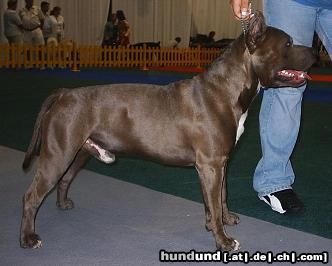 American Staffordshire Terrier Blue Rock Österreichischer Jugenchampion