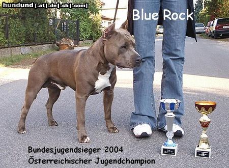 American Staffordshire Terrier Hunde Foto 15308 in höherer Auflösung ansehen American Staffordshire Terrier Blue Rock Österreichischer Jugenchampion