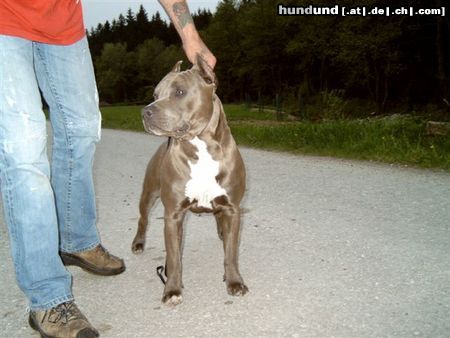 American Staffordshire Terrier Blue Rock IHA Salzburg V1 Jugendbester