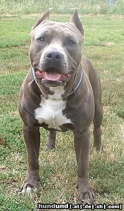 American Staffordshire Terrier Blue Rock Österreichischer Jugenchampion