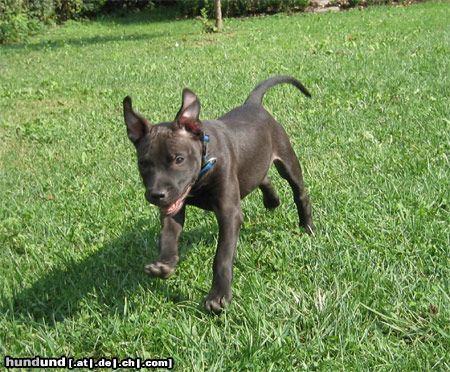 American Staffordshire Terrier Juchuuu!