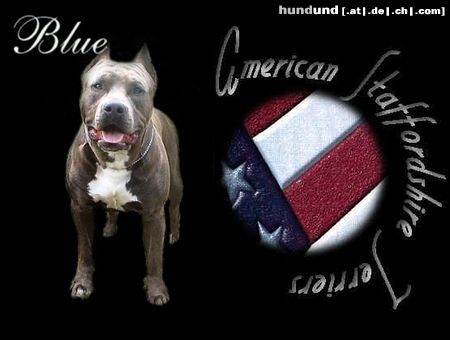 American Staffordshire Terrier Hunde Foto 17898 in höherer Auflösung ansehen American Staffordshire Terrier Blue Rock