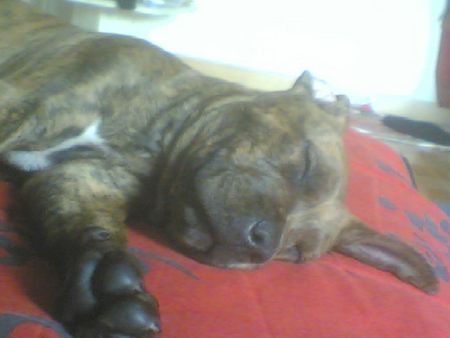 American Staffordshire Terrier Hunde Foto 31368 American Staffordshire Terrier capo