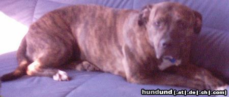 American Staffordshire Terrier Chiara