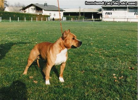 American Staffordshire Terrier Hunde Foto 8695 American Staffordshire Terrier Chief