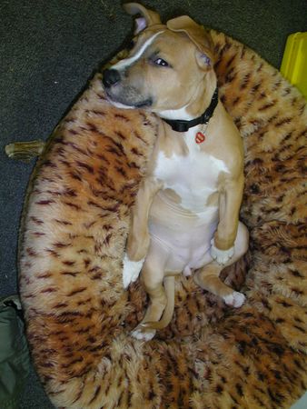 American Staffordshire Terrier Cosma,Alter:14 Wochen
