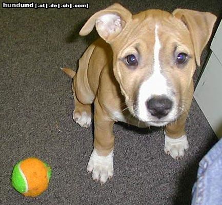 American Staffordshire Terrier ...und nun?