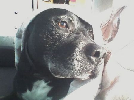 American Staffordshire Terrier Hunde Foto 33360 American Staffordshire Terrier ohne Worte