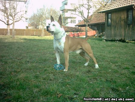 American Staffordshire Terrier Hunde Foto 9302 American Staffordshire Terrier MEIN KLEINER LEON HEHE